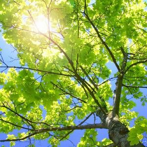 贵族女沦为官妓h呻吟H
