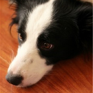 贵族女沦为官妓h呻吟H
